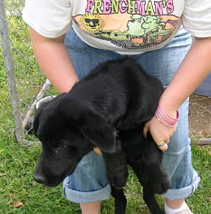 Other Photos of thie Dog