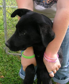 Other Photos of thie Dog