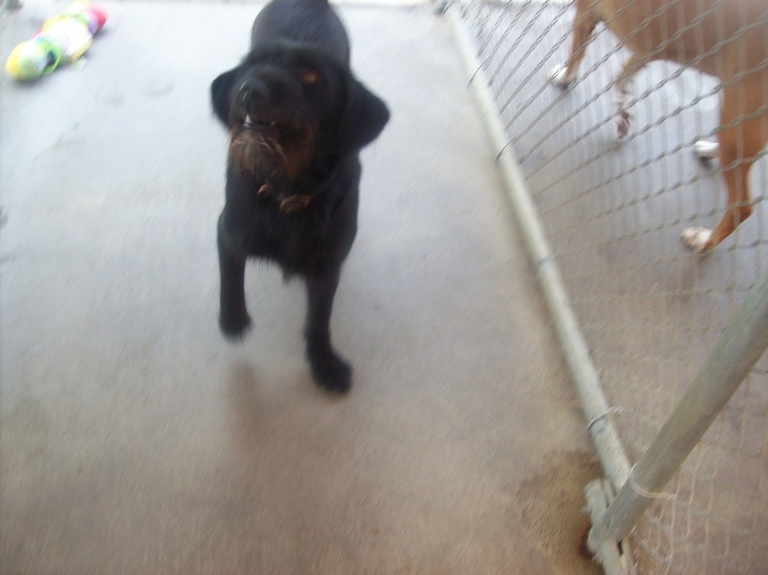Other Photos of thie Dog