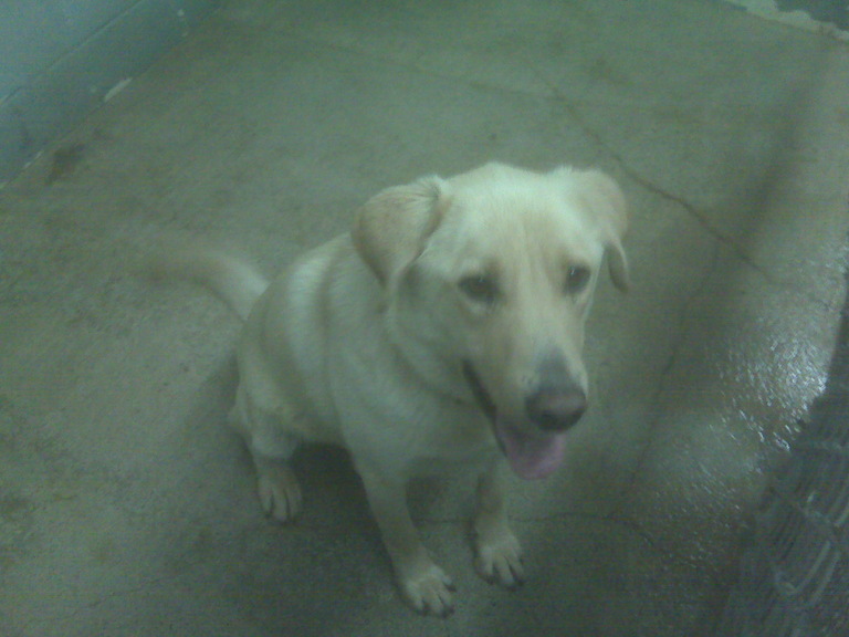 Other Photos of thie Dog