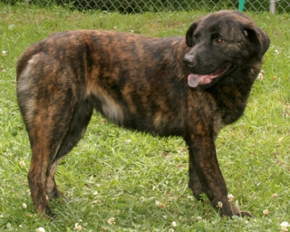 Other Photos of thie Dog