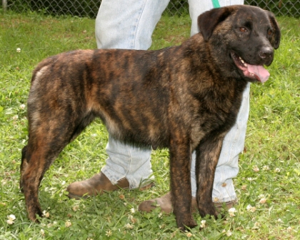 Other Photos of thie Dog