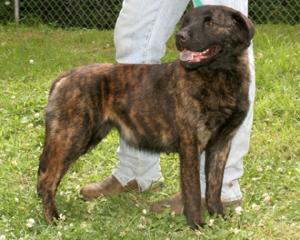 Other Photos of thie Dog