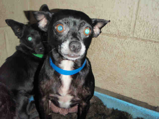 Main Photo of this Dog