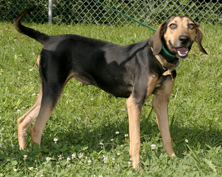 Other Photos of thie Dog