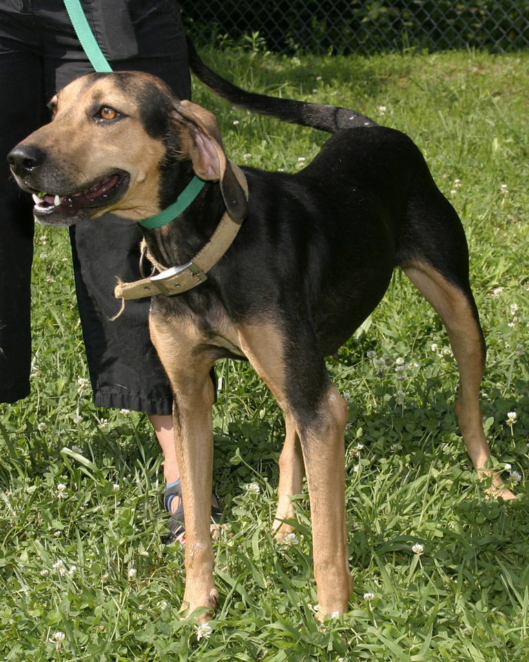 Other Photos of thie Dog