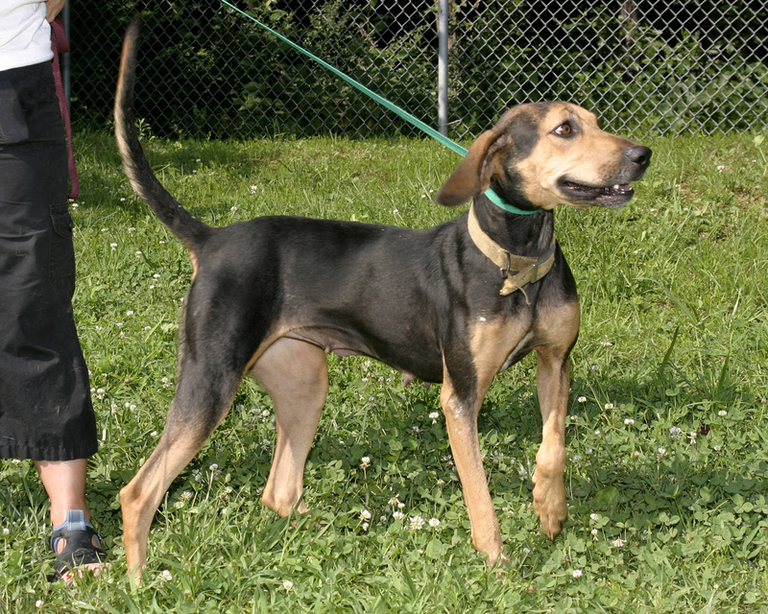 Other Photos of thie Dog