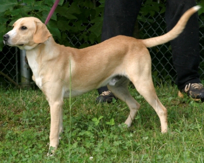 Other Photos of thie Dog