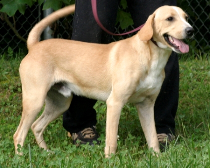 Other Photos of thie Dog