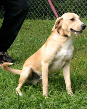 Other Photos of thie Dog
