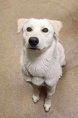 DogInDanger of Being Killed