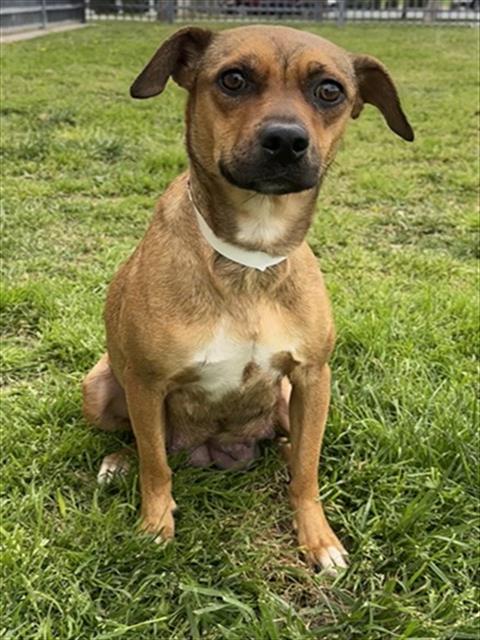 Main Photo of this Dog
