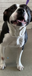 Other Photos of thie Dog