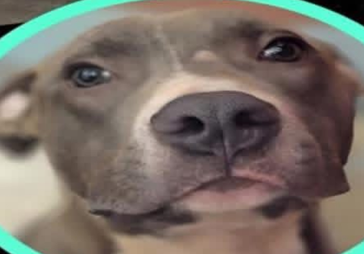 Other Photos of thie Dog