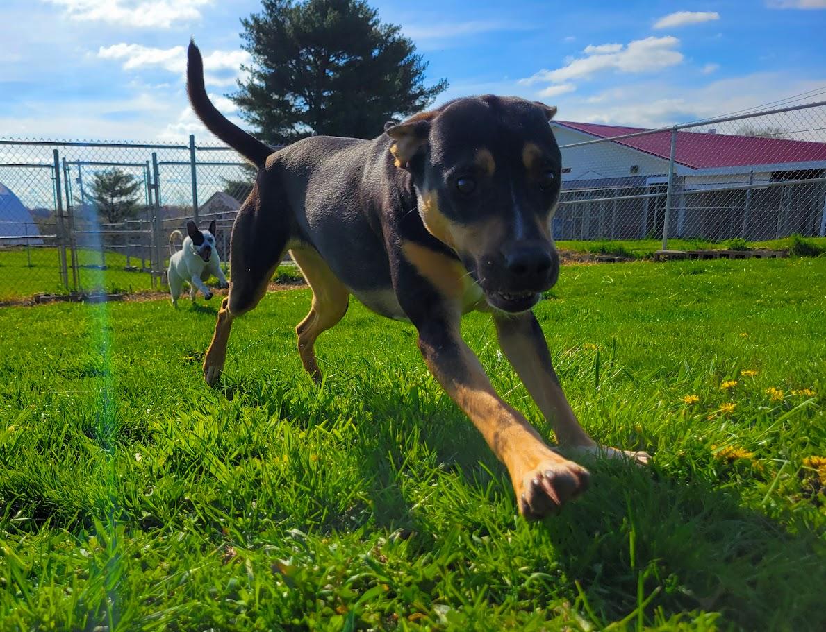 Other Photos of thie Dog