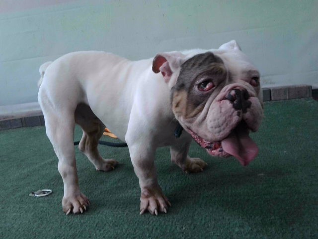 Gordo, a English Bulldog, available for adoption