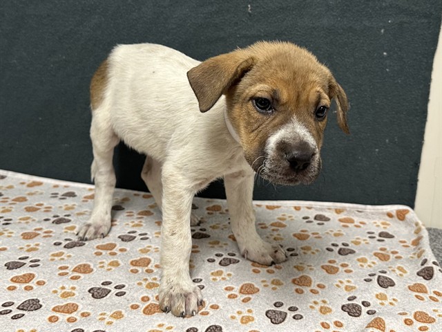 Joi, a Australian Cattle Dog/Blue Heeler, available for adoption
