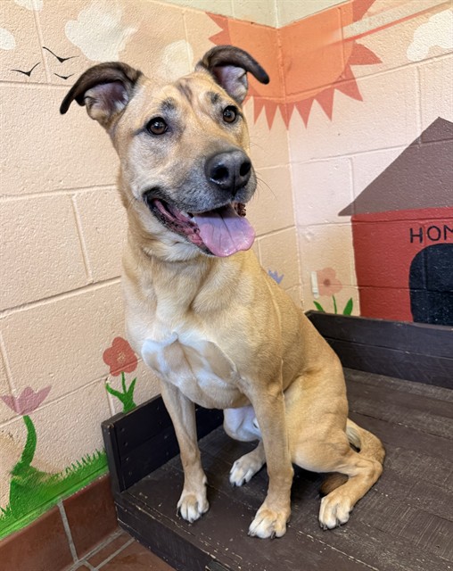 Sam, a Labrador Retriever, available for adoption