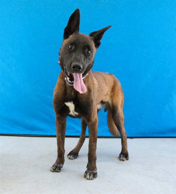 Adoptable pet photo