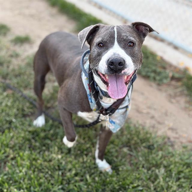 Domino, a Pit Bull Terrier, available for adoption