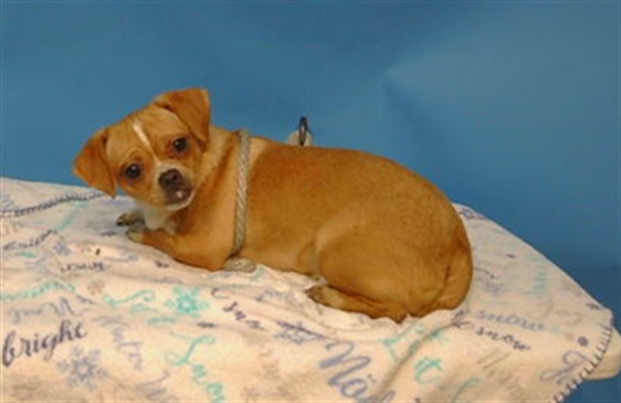 A5790618, a Chihuahua, available for adoption