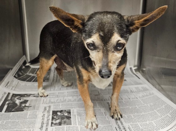Lonny, a Chihuahua (mix breed), available for adoption