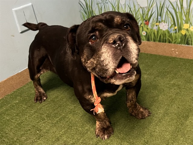 Taz, a American Bulldog, available for adoption