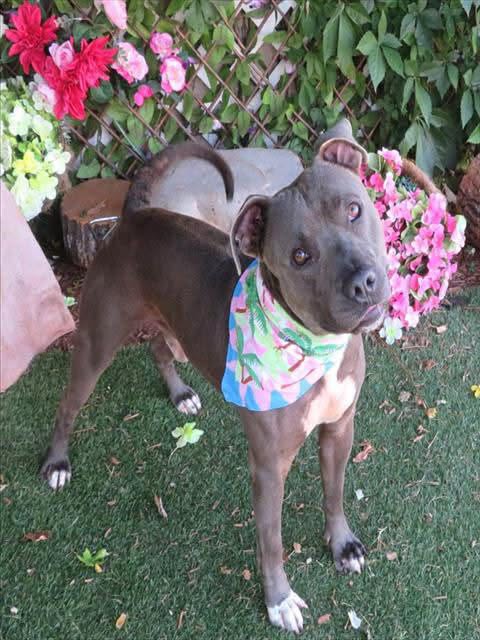 Royal, a Pit Bull Terrier, available for adoption