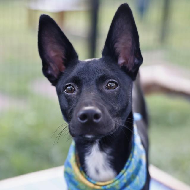Xylo, a Australian Kelpie (mix breed), available for adoption