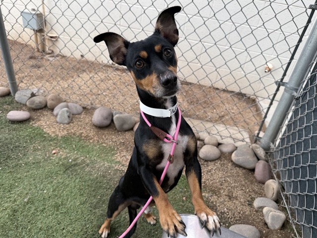 Doppler, a Chihuahua, available for adoption