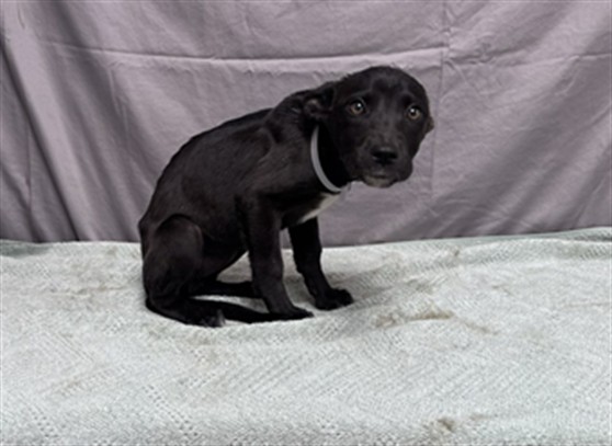Mallory, a German Shepherd, available for adoption