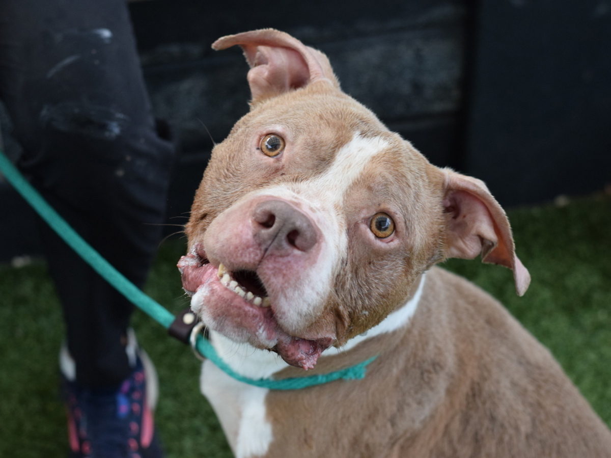 Bello, a Pit Bull Terrier, available for adoption