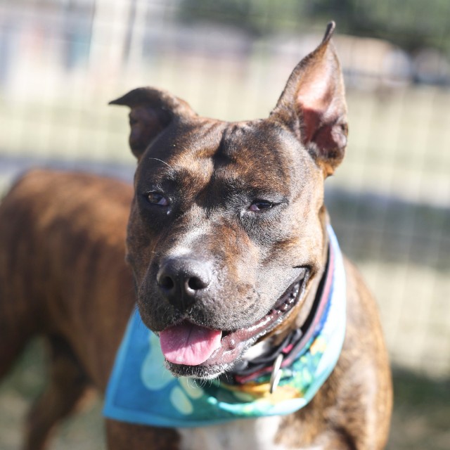 Charlene, a Pit Bull Terrier (mix breed), available for adoption
