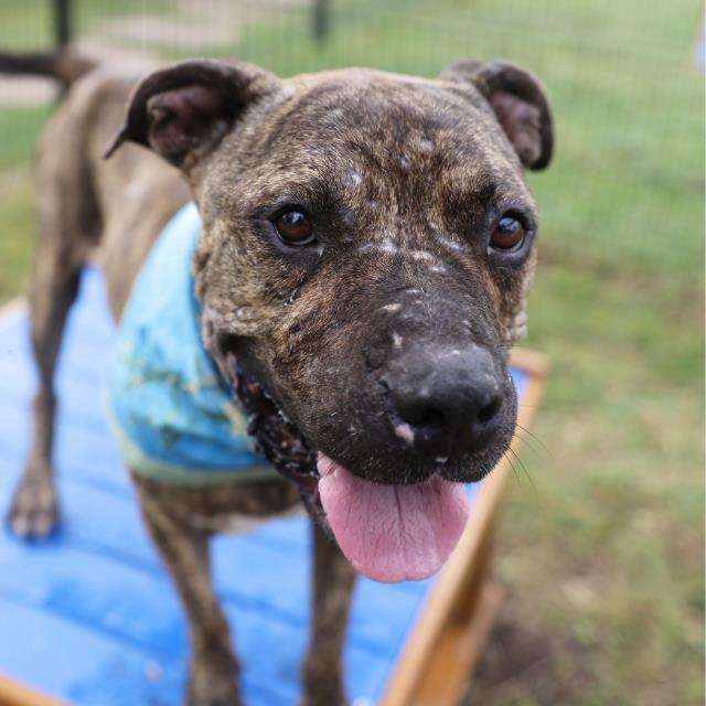Bear, a American Staffordshire Terrier, available for adoption