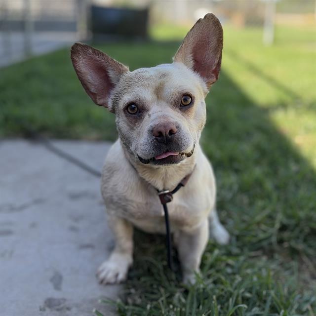 Bradley, a French Bulldog, available for adoption