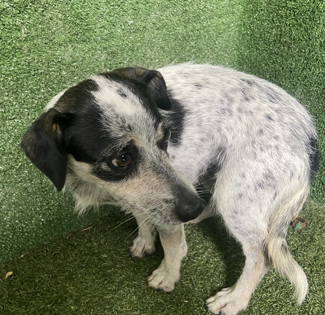 Unity, a Australian Cattle Dog/Blue Heeler, available for adoption