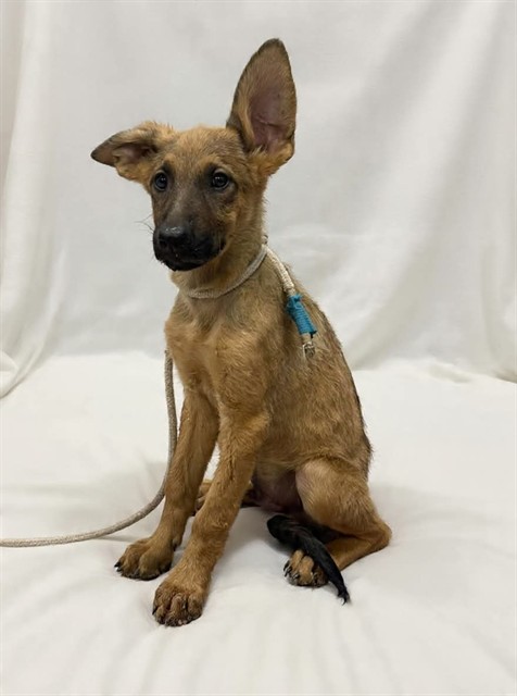 Count Floyd, a German Shepherd, available for adoption