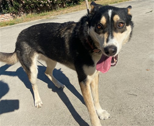 Jill, a German Shepherd, available for adoption