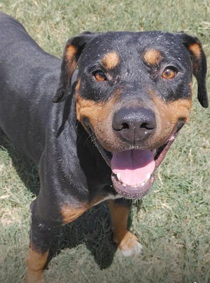 Aragog, a Rottweiler, available for adoption