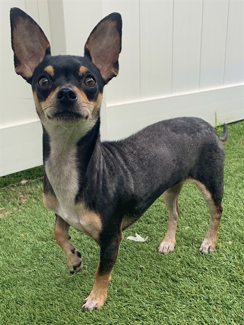 Tootsie, a Chihuahua, available for adoption