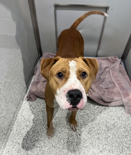 Fender, a Terrier (mix breed), available for adoption