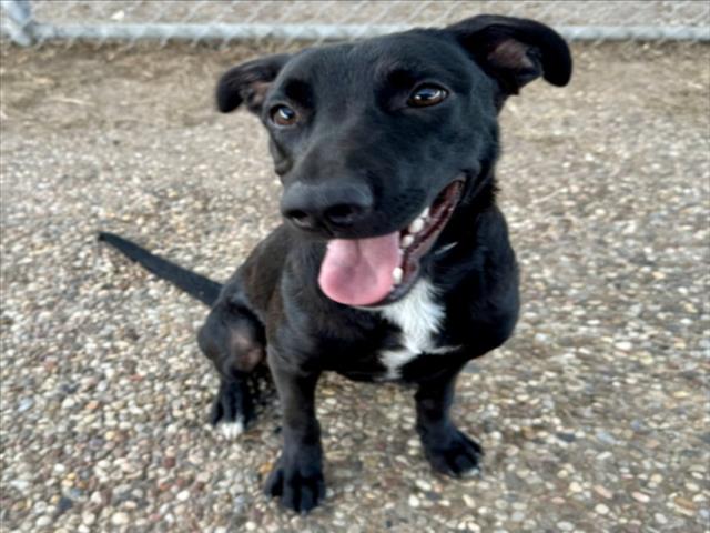 Pippa, a Terrier (mix breed), available for adoption