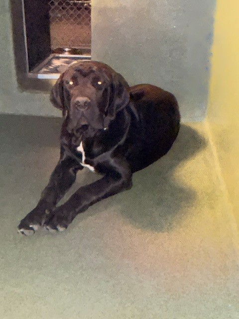 Adoptable pet photo