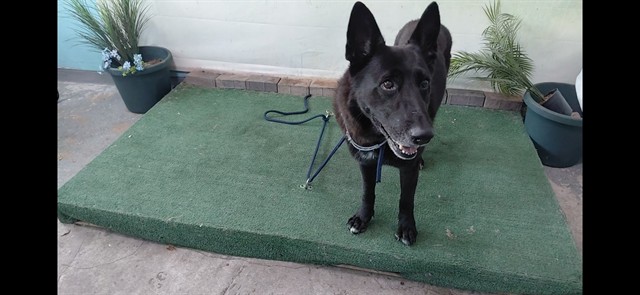 Adoptable pet photo