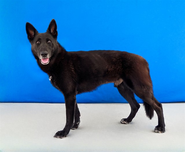 Nate, a German Shepherd, available for adoption