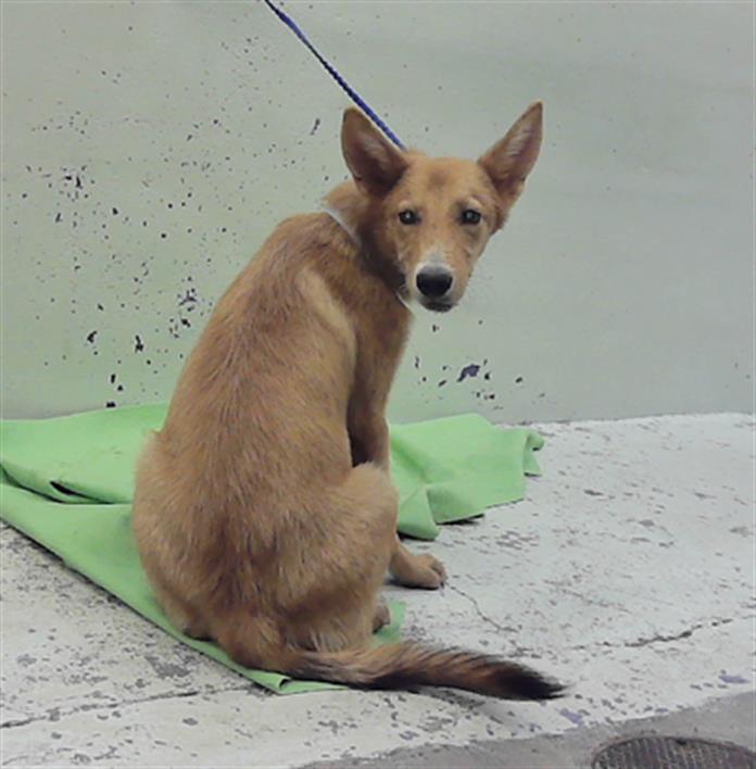 Adoptable pet photo