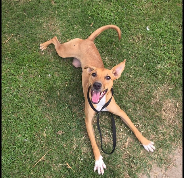 Adoptable pet photo