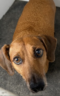 Adoptable pet photo