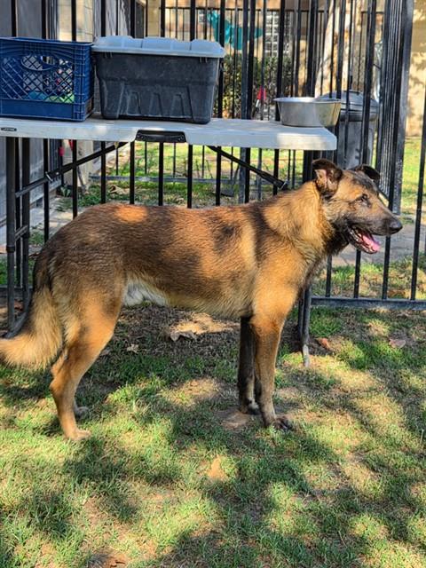 Adoptable pet photo