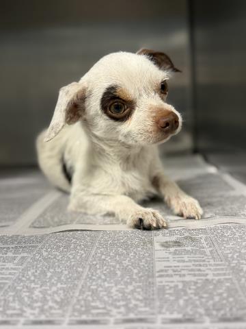 A1933296, a Chihuahua (mix breed), available for adoption